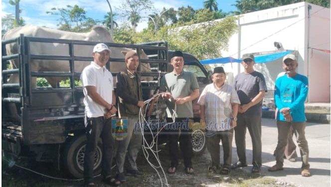 Pemkab Pesisir Barat Potong Hewan Kurban Idul Adha 1447 H, Perkuat Semangat Berbagi
