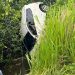 Braking news, Mobil Agia Terperosok di Jalur Hutan Lindung Marisa